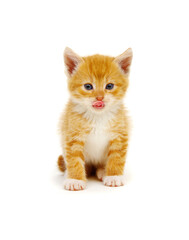 Red little cat on the white