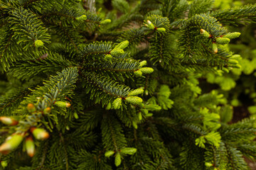 Grüne Tannen Spitzen