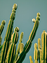 Cactus- Cacto do Brasil. Mandacaru © Jersika