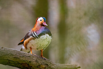 Eine Mandarinente sitzt auf einem Baumstamm im Wald