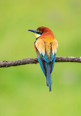 Bee-eaters flying in spring, green and defocused background