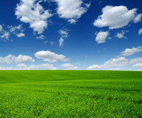 Fototapeta premium Green grass field