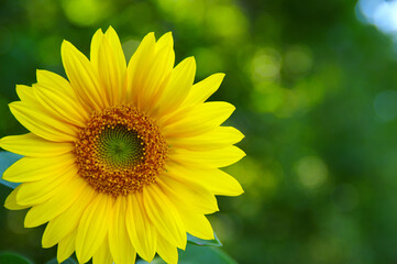 Obraz premium Close up of sunflower