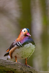 Eine Mandarinente sitzt auf einem Baumstamm im Wald