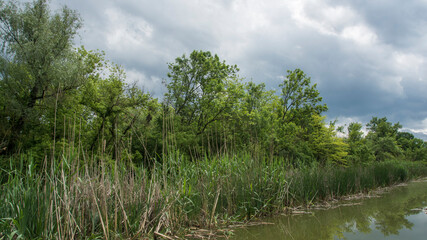 Fototapeta na wymiar Beautiful swamp, nature reserve