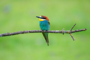 Bee-eaters flying in spring, green and defocused background