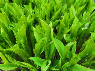 Obraz premium Photo of young greenery after rain