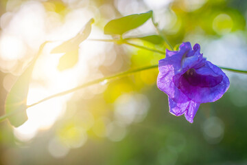 Close-up of purple pea flower and warm morning sunlight, space for text