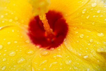 Close up, water droplets on yellow hibiscus petals, space for text copy
