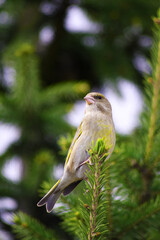 Greenfinch (lat. Chloris chloris) or European canary. Sits on a fir branch. Great singer.