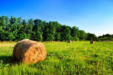 Hay bales in a green summer field
