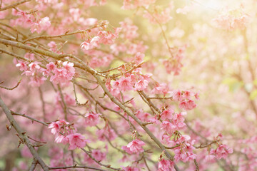 Beautiful spring cherry blossom sakura in spring time. Shallow depth of field wallpaper background