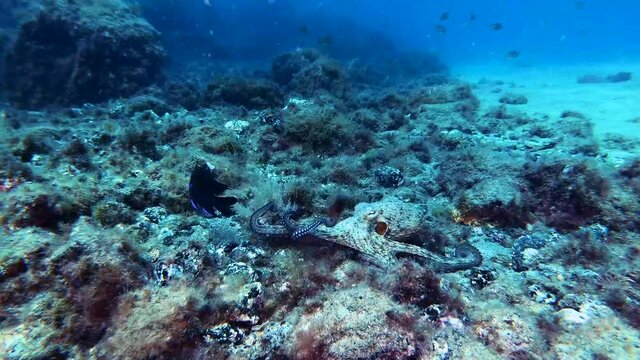 An octopus fights fish off using its tentacles.