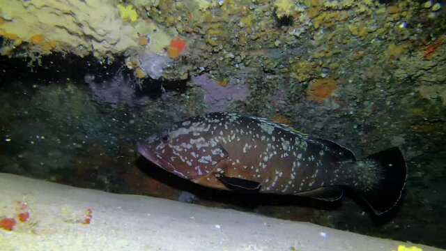 Large grouper is swimming through an underwater cave.
