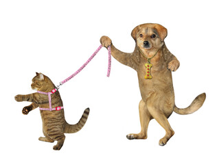 A beige dog holds its cat on a leash. White background. Isolated.