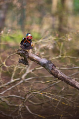 Eine Mandarinente sitzt auf einem Baumstamm im Wald