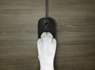 A dog paw is lying on a black wired computer mouse on the desk. Wooden background.