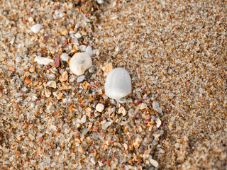 Conchas nas areia da praia. Shell