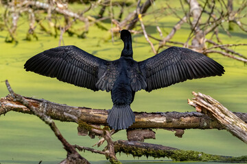 En Kormoran sitzt auf einen Ast und trocknet sein Gefieder in der Sonne