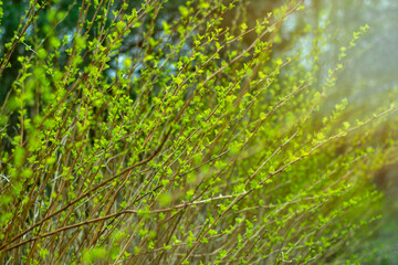 Green flowering bushes in the park. Spring branches with blossoming buds.