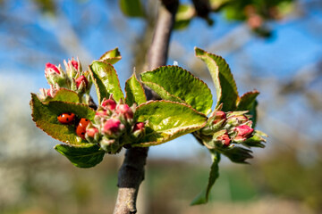Paysage campagne 850