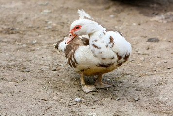 Duck posing close-up. Poultry on the street. Village animals. Horizontal image. A copy of the space.