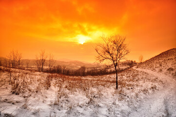 Winter sunset with tree in the snow and orange sky.