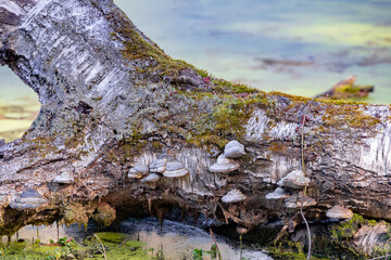 Birkenstamm bewachsen mit Pilz und Moos