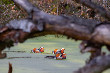 Mandarinenten auf einem Teich