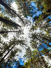 trees and sky