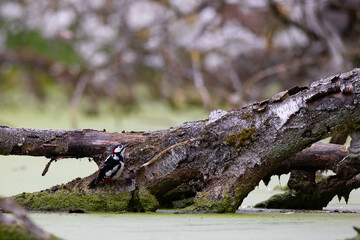 Ein Buntspecht auf Futtersuche an einem Birkenstamm