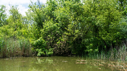 Beautiful swamp, nature reserve
