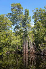 The broad river close to Black River in Jamaica, exotic landscape in the mangroves