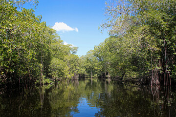 Fototapeta na wymiar The broad river close to Black River in Jamaica, exotic landscape in the mangroves