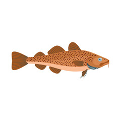 Atlantic cod (Gadus morhua) is isolated on a white background.