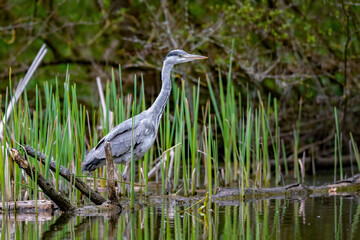 Ein Graureiher steht am Gewässerufer auf der Lauer