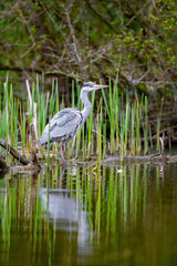 Ein Graureiher steht am Gewässerufer auf der Lauer