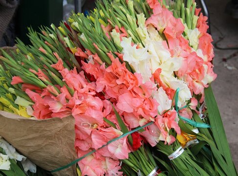 Gladioli