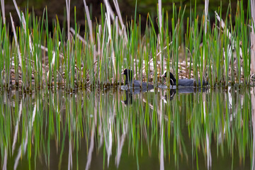 Zwei Bleßhühner in sich spiegelnden Schilf