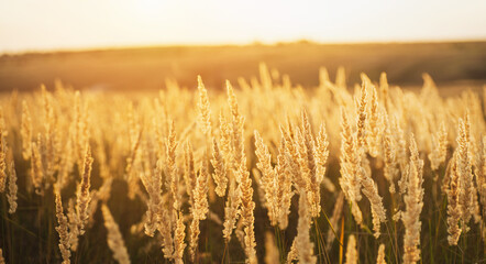 .Pampas grass field.Ears of golden dry grass, close up.Beautiful Nature Sunset Landscape. Rural Scenery under Shining Sunlight. Background of soft plants.