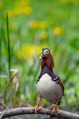Ein Mandarinentenerpel sitzt auf einem Zweig