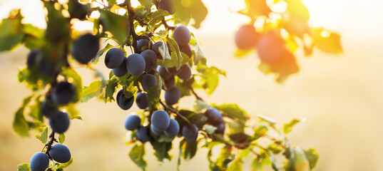 Juicy plums in the garden on a sunset background. Village landscape with ripe orchard fruits.Agricultural harvest concept.Home garden and natural products concept. Banner with copy space. © Nadya Vetrova