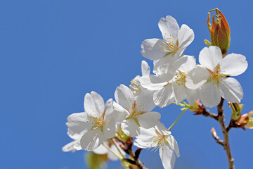 春日公園のヤマザクラ