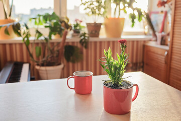 A cup with coffee and a mug with green blooming flower on the windowsill in the morning, home floral decor, home gardening and slow living concept, potted green plants at home