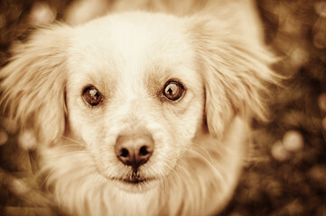 Vintage portrait of Pekingese staring