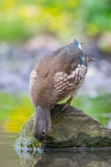 Ein Mandarinentenweibchen