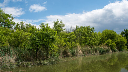 Beautiful swamp, nature reserve
