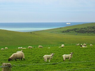 Fototapeta premium sheep is pasture 