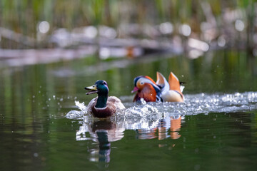 Ein Mandarinentenerpel verjagd eine Stockente