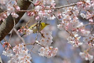 シダレザクラとメジロ